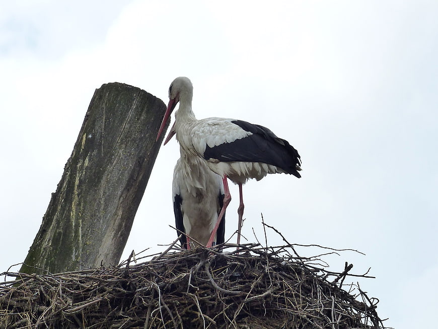 Two white storks standing in a large nest on a wooden post