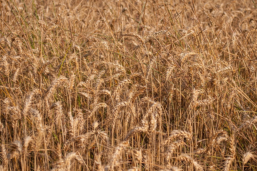 Golden Wheat Field Close-Up in Summer Sunlight
