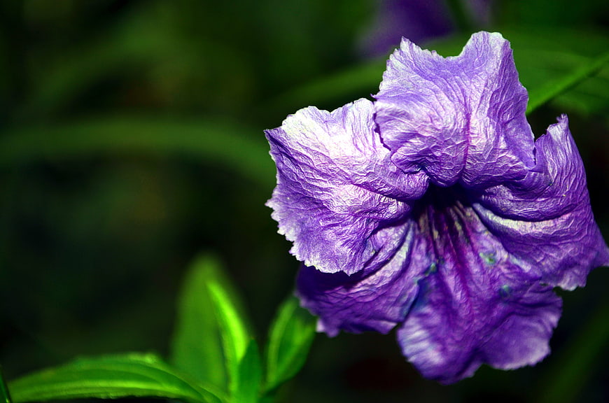 Close-up of vibrant purple flower with green blurred background