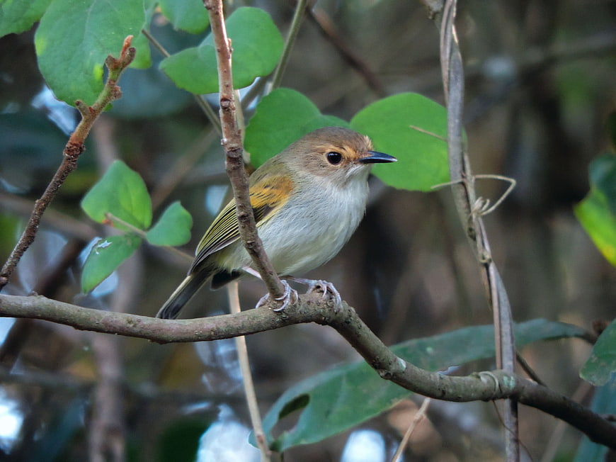 Small Brown Bird Perched on Branch in Forest