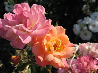 Close-up of Pink and Peach Roses in Sunlight