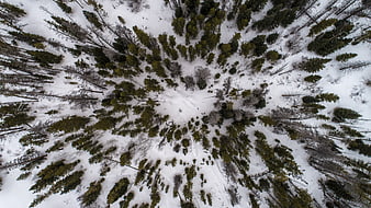 Aerial View of Snowy Pine Forest in Winter
