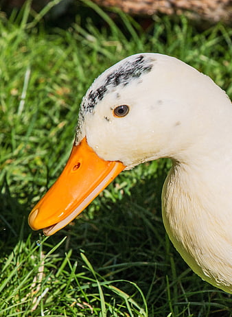 Close-up of a white duck with an orange beak on green grass