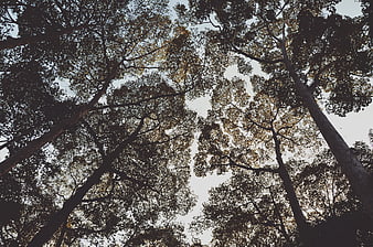 Low angle view of tall forest trees against sky
