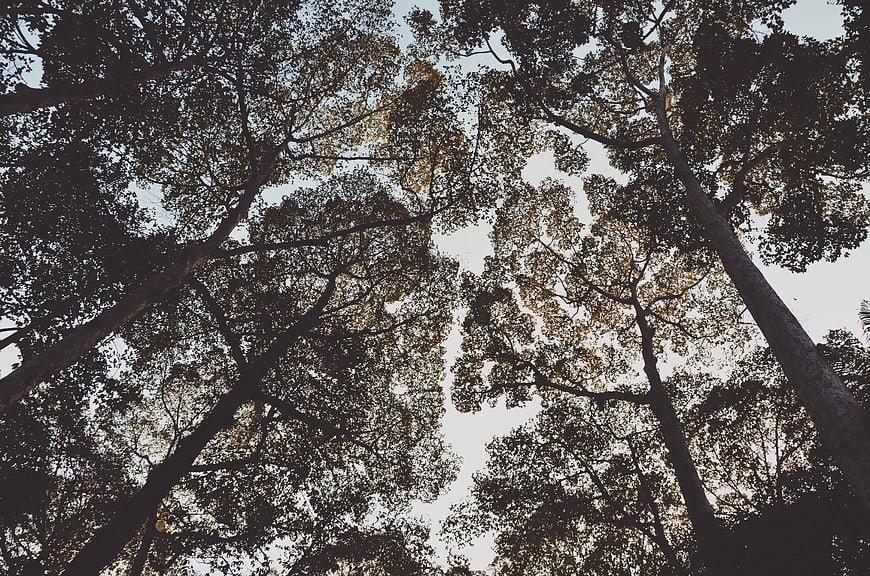Low angle view of tall forest trees against sky