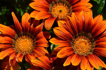 Vibrant Orange Gazania Flowers in Sunlight