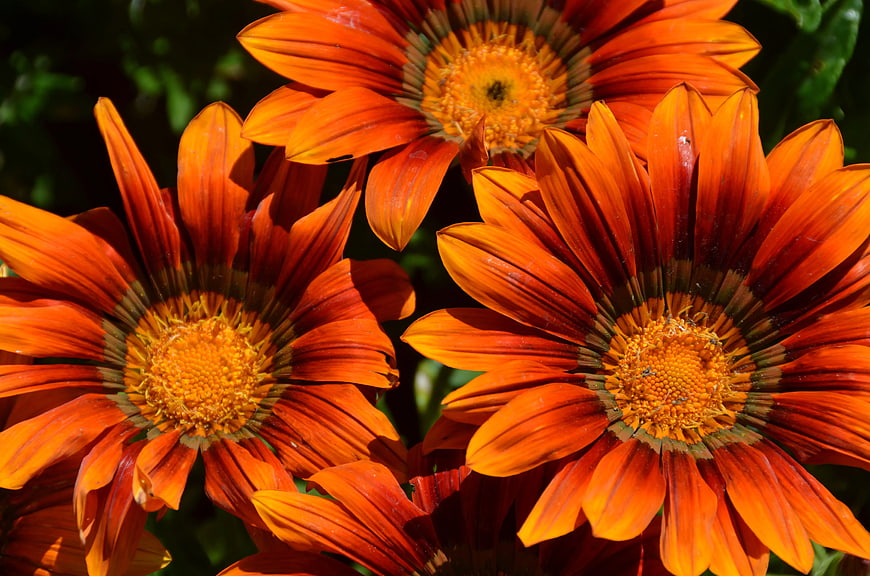 Vibrant Orange Gazania Flowers in Sunlight