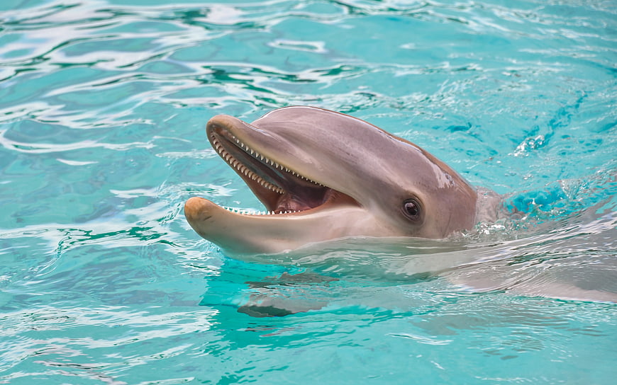 Close-up of a smiling dolphin head in turquoise water