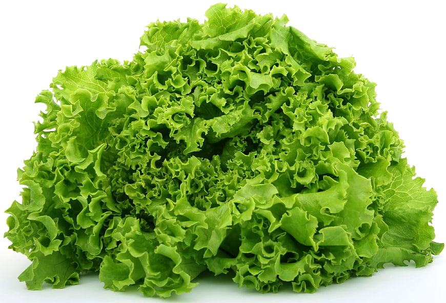Fresh Green Leaf Lettuce Isolated on White Background