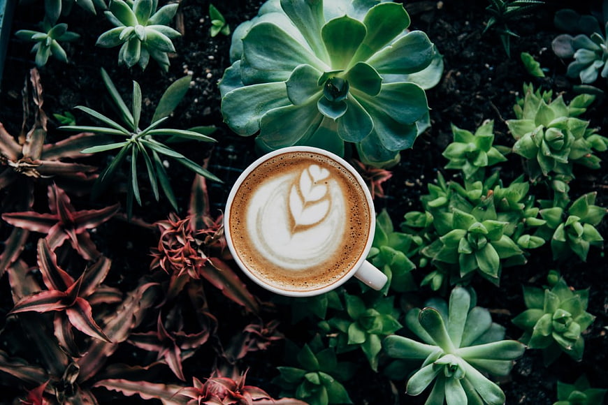 Top View Cappuccino with Latte Art Surrounded by Succulents