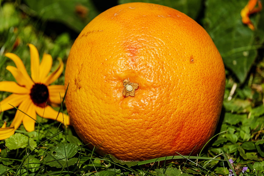 Close-up of a ripe grapefruit on green grass with a yellow flower