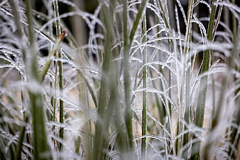 Close-up of frost-covered grass blades in winter