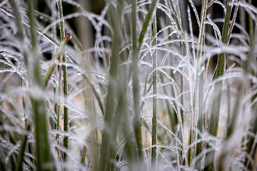 Close-up of frost-covered grass blades in winter
