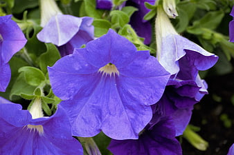 Close-up of vibrant purple petunia flowers with green leaves