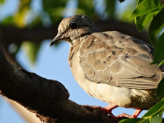 Close-up of a Mourning Dove perched on a tree branch