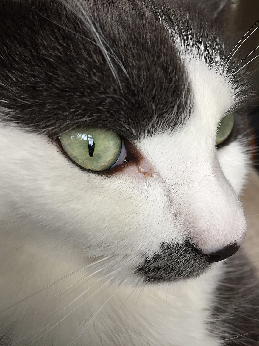 Close-up portrait of a cat with striking green eyes