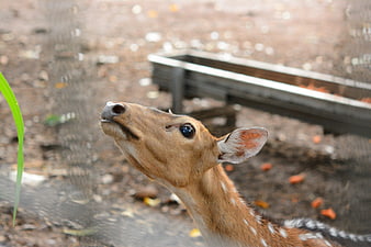 Close-up of spotted deer looking up in enclosure