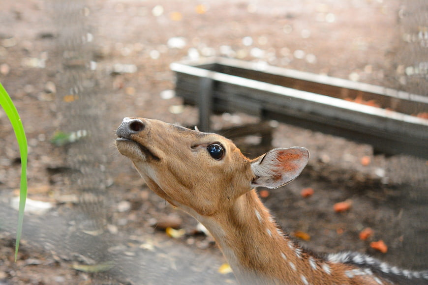 Close-up of spotted deer looking up in enclosure