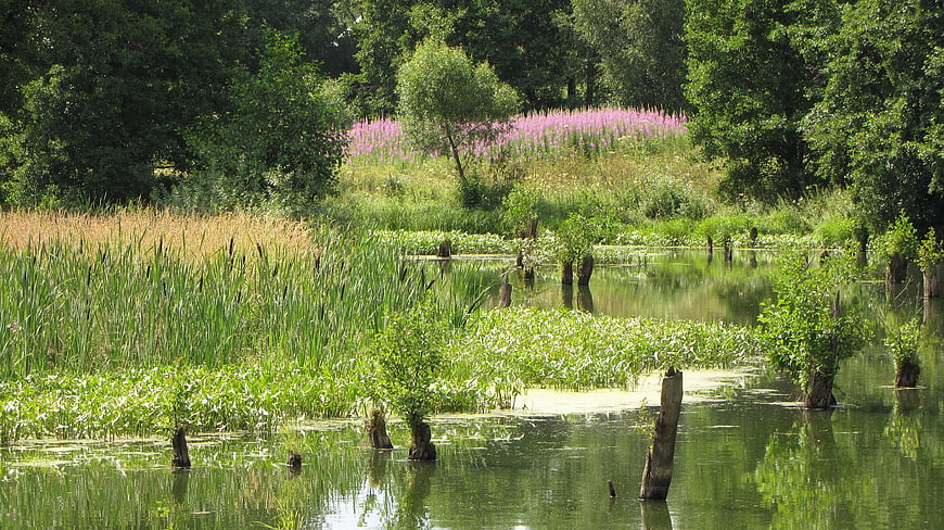 Serene wetland landscape with pink flowers and green reeds