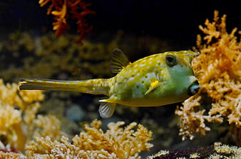 Yellow Boxfish Swimming Among Coral Reef
