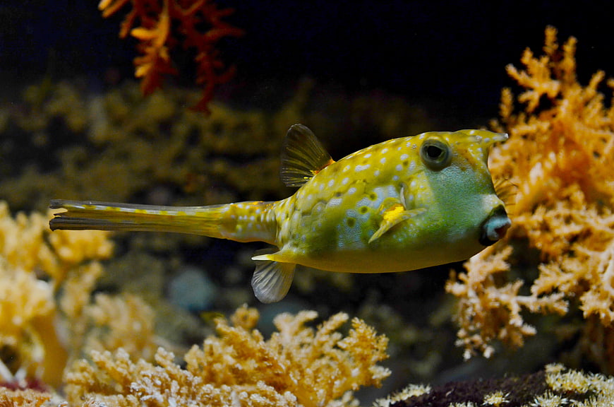 Yellow Boxfish Swimming Among Coral Reef