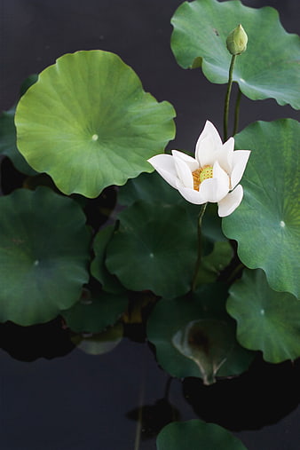 White Lotus Flower Blooming on Dark Water with Green Leaves