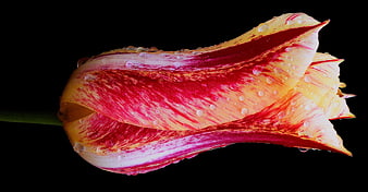 Close-up of a Red and Yellow Tulip with Water Droplets