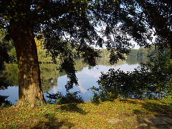 Serene Lake View Framed by Large Tree and Autumn Leaves