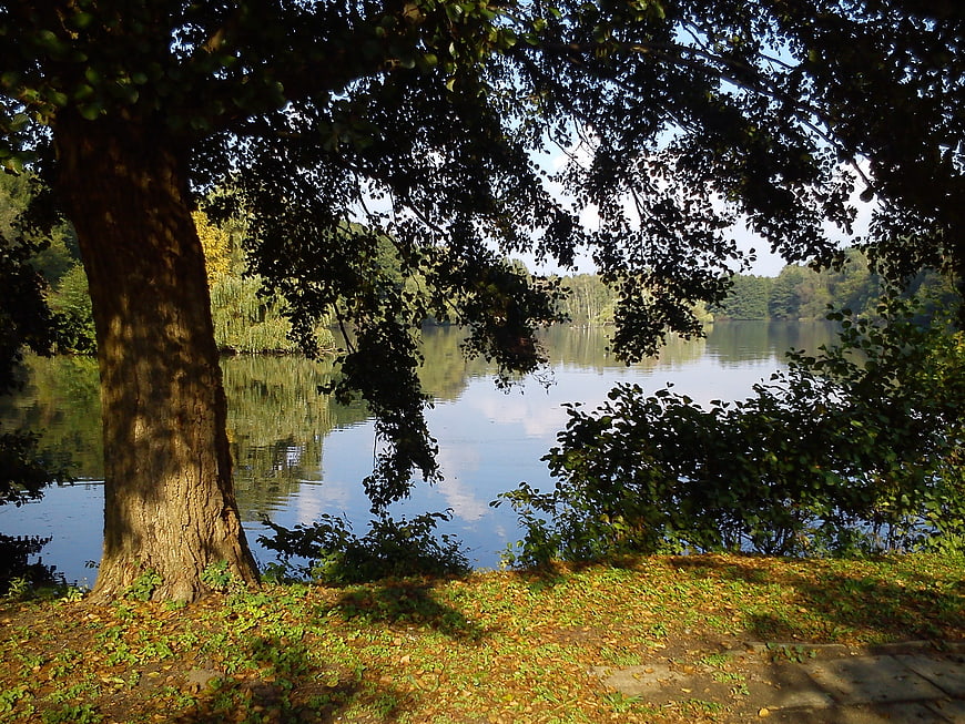 Serene Lake View Framed by Large Tree and Autumn Leaves