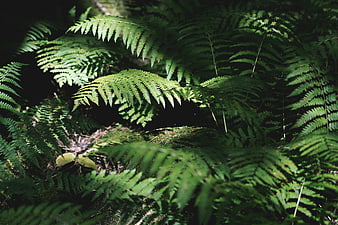 Sunlit ferns in a dark forest with dappled light