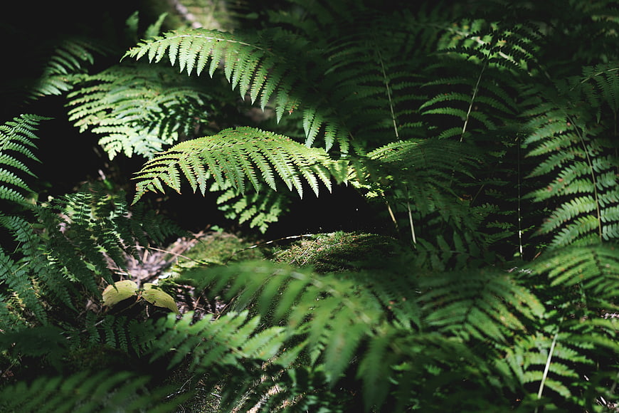Sunlit ferns in a dark forest with dappled light