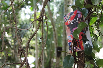 Lonely Planet Peru guidebook hanging in jungle tree