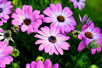 Vibrant Pink Osteospermum Flowers in Bloom