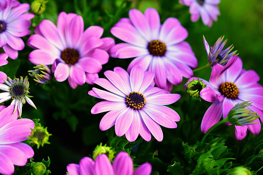 Vibrant Pink Osteospermum Flowers in Bloom