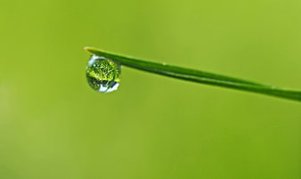 Macro shot of a dewdrop on a green grass blade