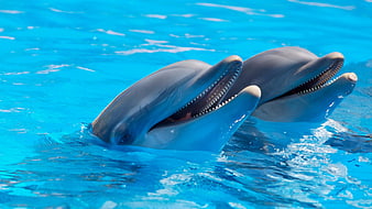 Two smiling dolphins swimming in bright blue water