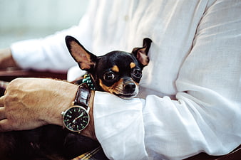 Cute Chihuahua Resting on Man's Arm with Watch