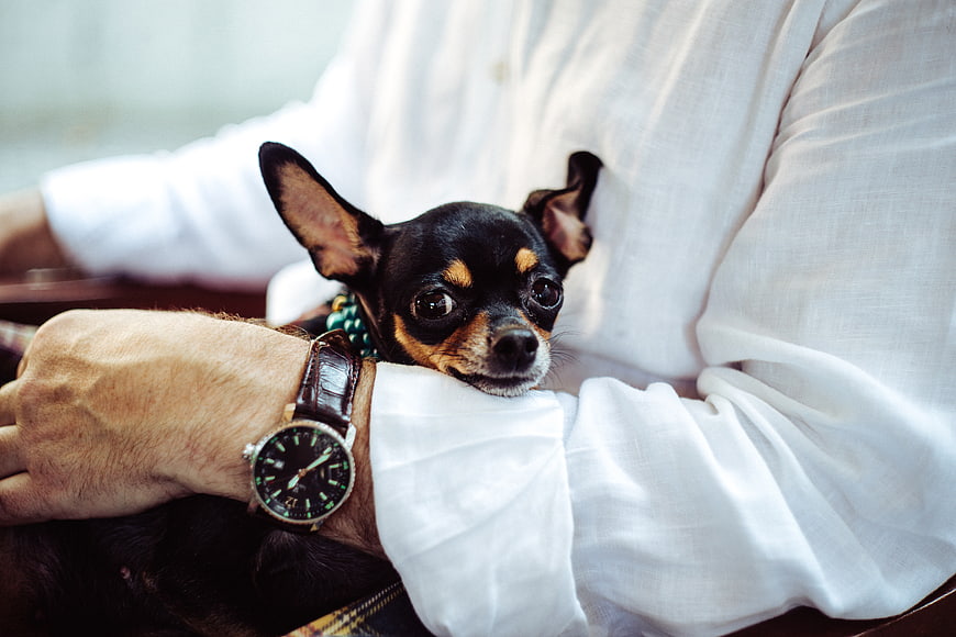 Cute Chihuahua Resting on Man's Arm with Watch