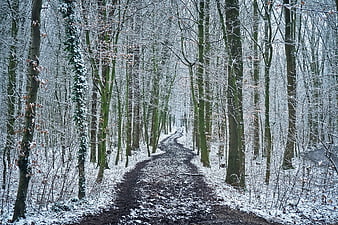 Snowy Forest Path in Winter Landscape