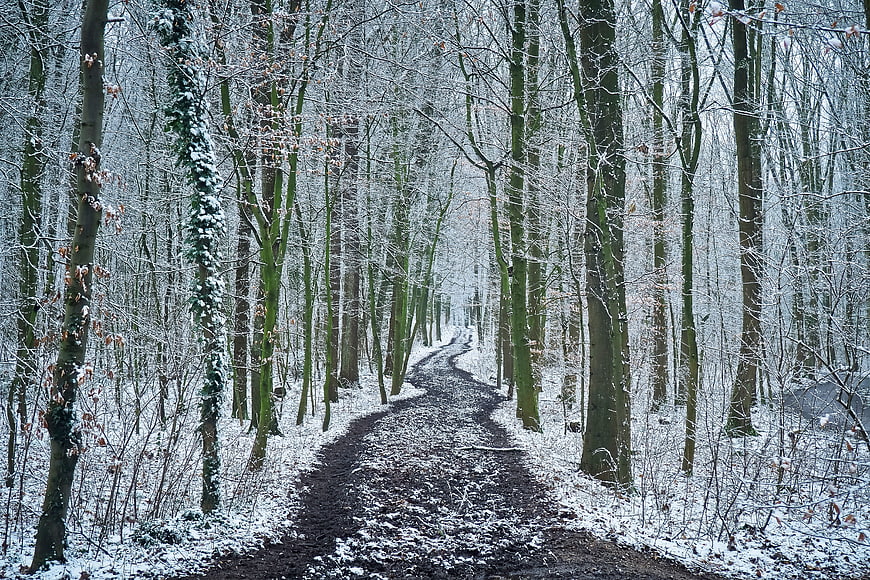 Snowy Forest Path in Winter Landscape