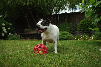 Happy Boston Terrier Playing with Red Ball in Garden