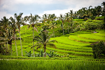 Lush Green Rice Terraces with Palm Trees in Bali