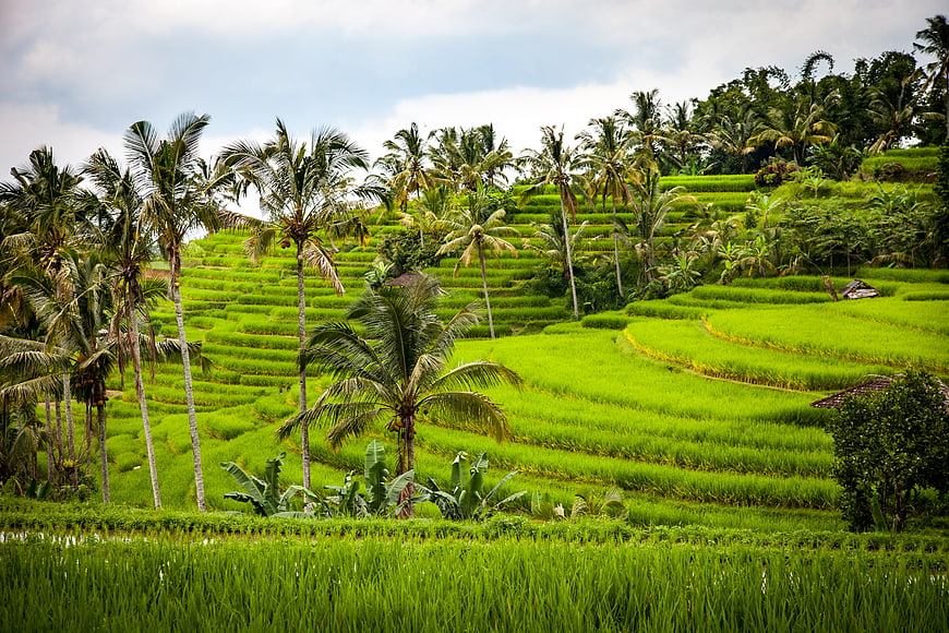 Lush Green Rice Terraces with Palm Trees in Bali