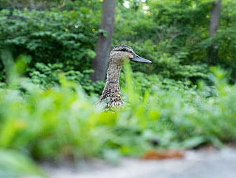 Close-up of a duck head in green grass
