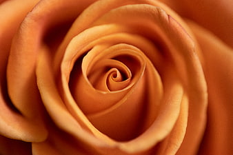 Macro Close-Up of Orange Rose Petals Spiral