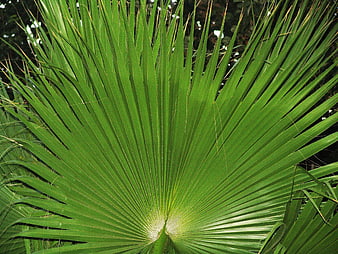 Close-up of vibrant green fan palm leaf texture