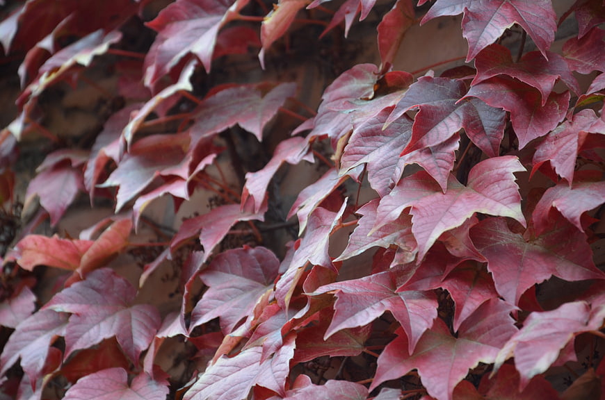 Close-up of vibrant red autumn ivy leaves on a wall