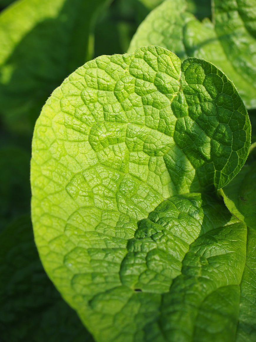 Close-up of vibrant green leaf texture in sunlight