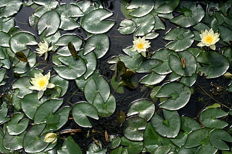 White Water Lilies Floating on Green Lily Pads in a Pond