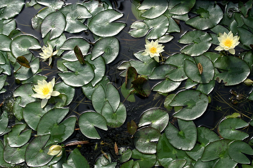 White Water Lilies Floating on Green Lily Pads in a Pond